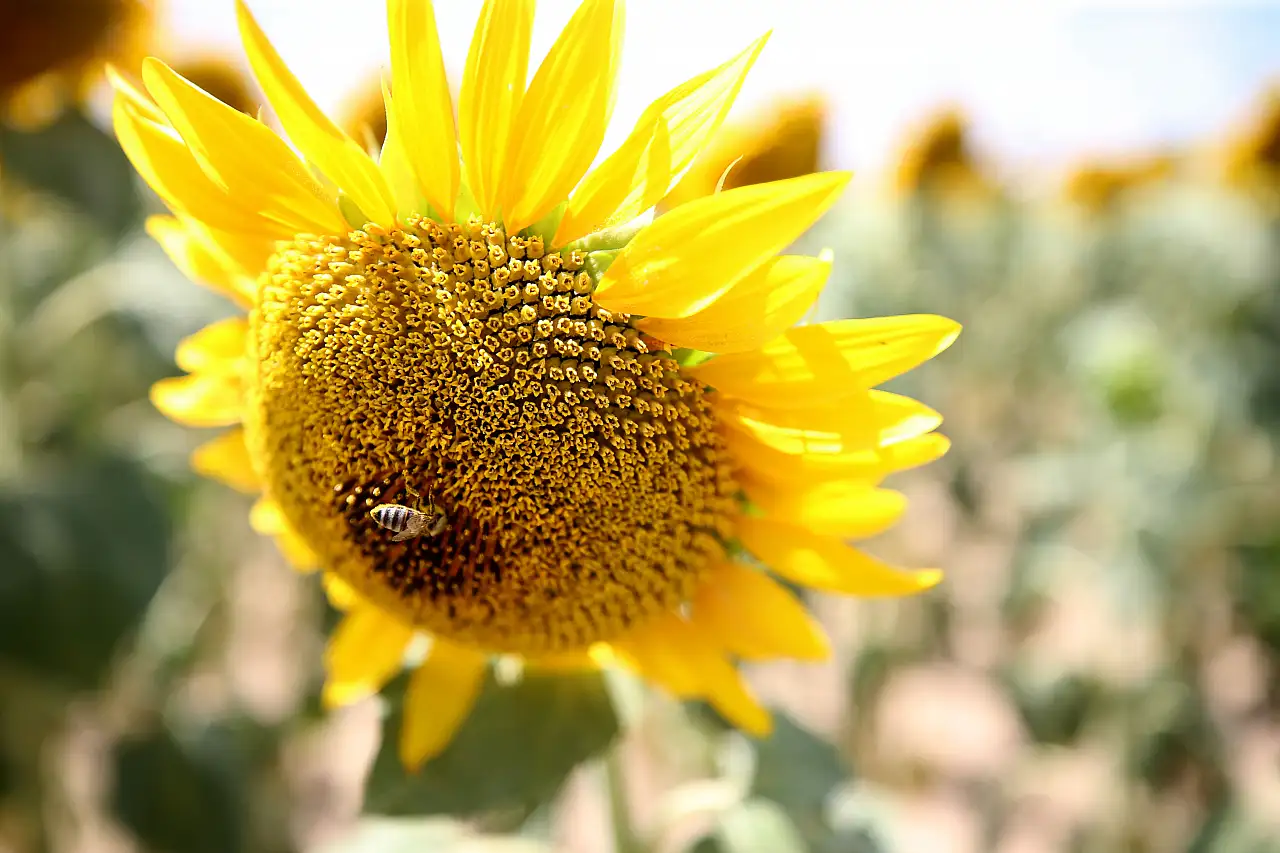 Kırklareli'nde ayçiçekleri doğaya renk katıyor