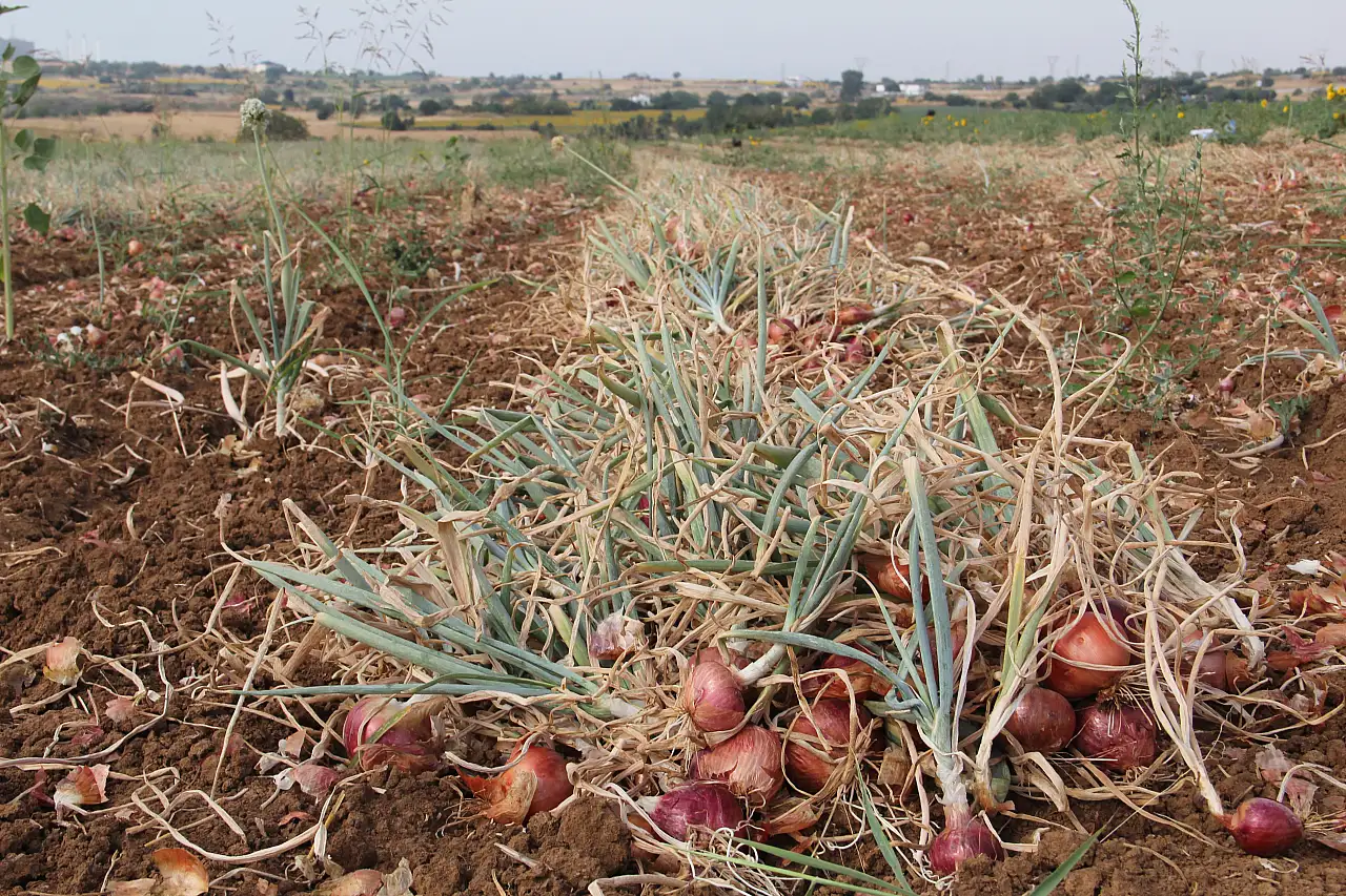 Tekirdağ Soğanı Hasadı Başladı