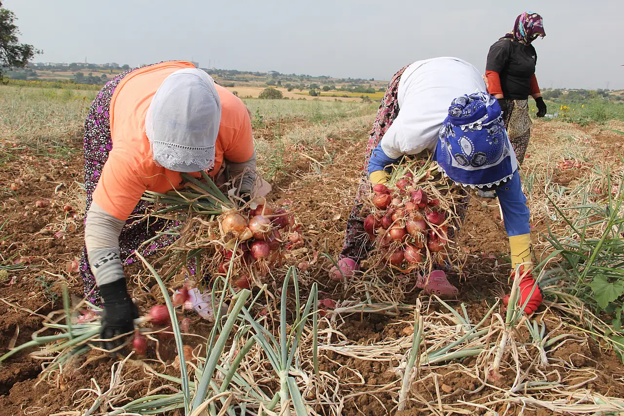 Tekirdağ Soğanı Hasadı Başladı