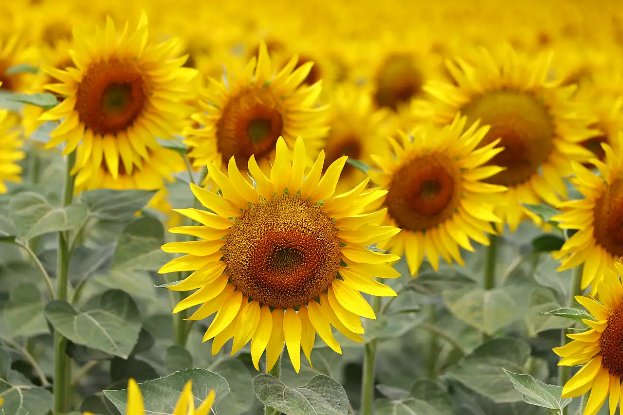 Tekirdağ'da Ayçiçek Tarlaları Sarıya Büründü