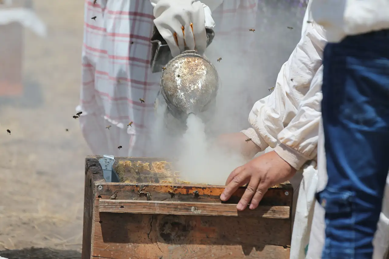Şanlıurfa'da Kadınlar, Arıcılığı Profesyonel Boyuta Taşıyor