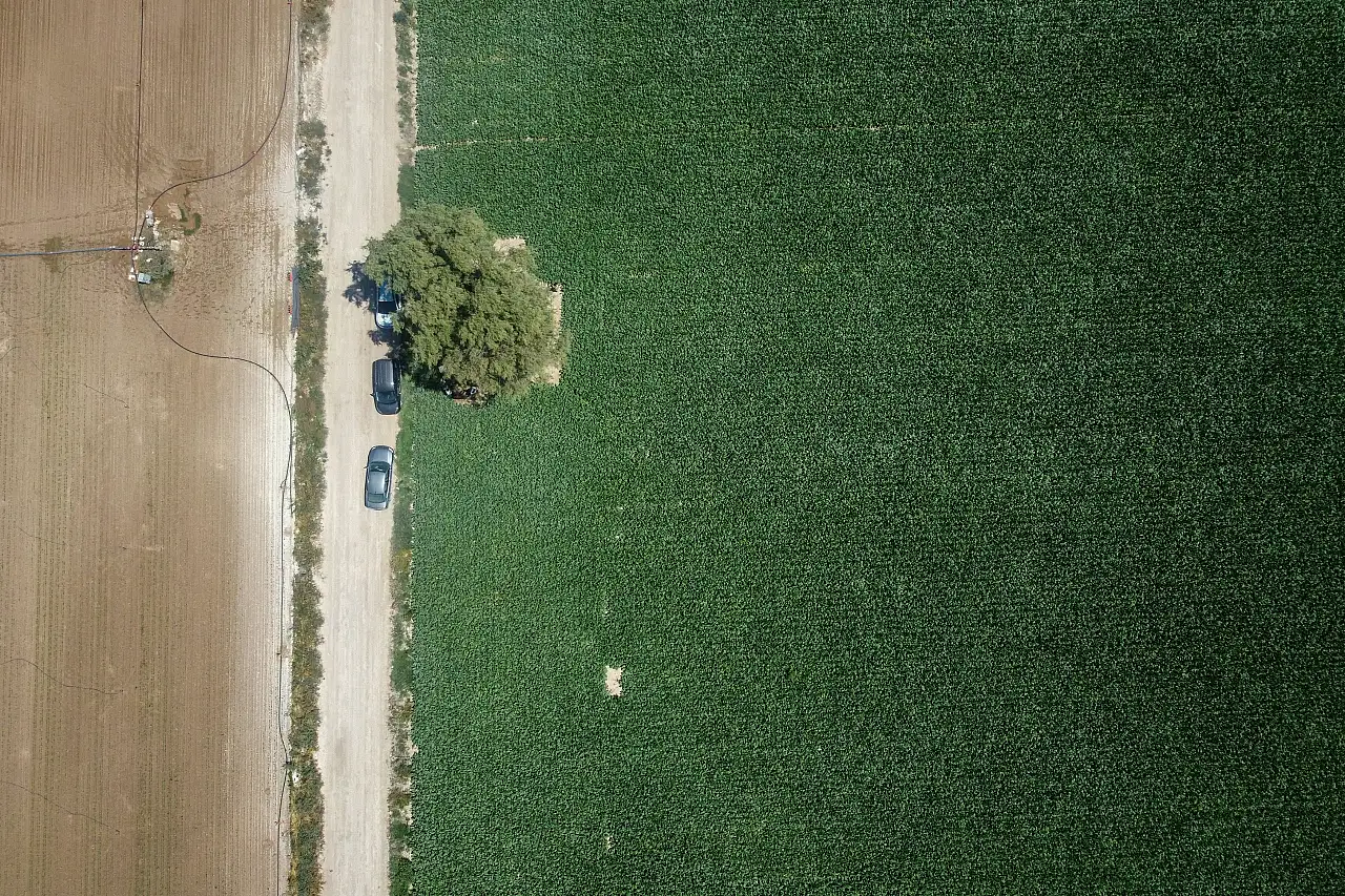 Konya' da kuraklık şeker pancarı üretimini olumsuz etkiliyor
