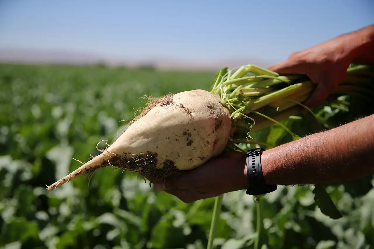 Konya' da kuraklık şeker pancarı üretimini olumsuz etkiliyor