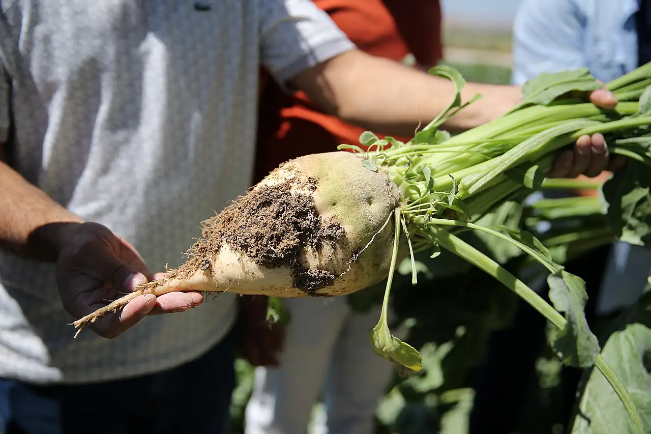 Konya' da kuraklık şeker pancarı üretimini olumsuz etkiliyor