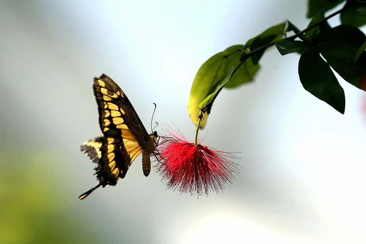 Konya' nın eşsiz botanik bahçesi kendine hayran bırakıyor