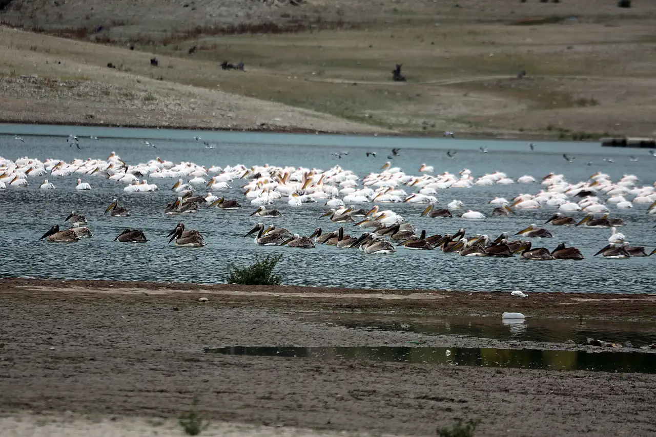 Konya İvriz Barajı pelikanları misafir etti