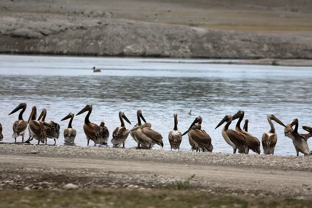 Konya İvriz Barajı pelikanları misafir etti