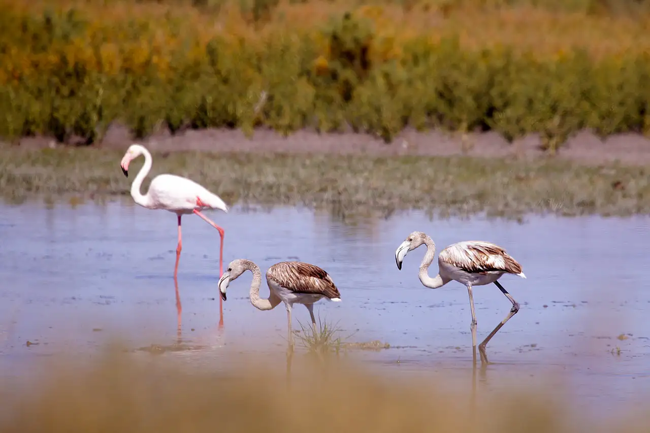 Konya'da yavru flamingolar göçe hazırlanıyor
