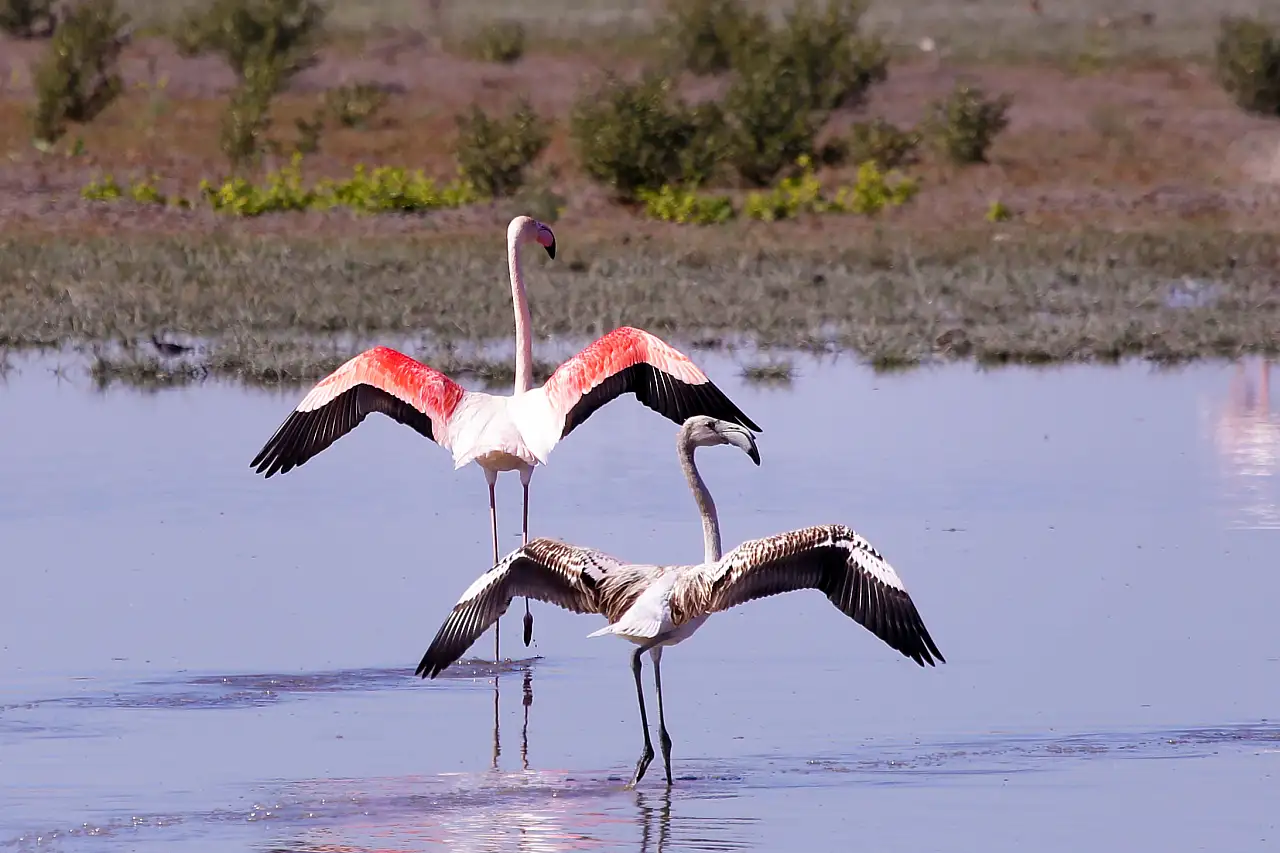 Konya'da yavru flamingolar göçe hazırlanıyor