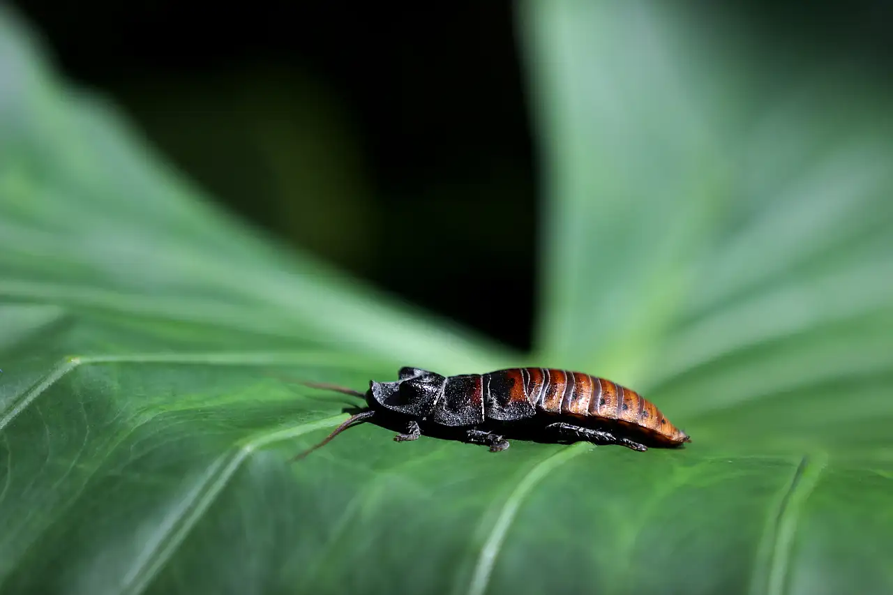Konya'nın 'Tıslayan böceği' ilgi odağı oldu
