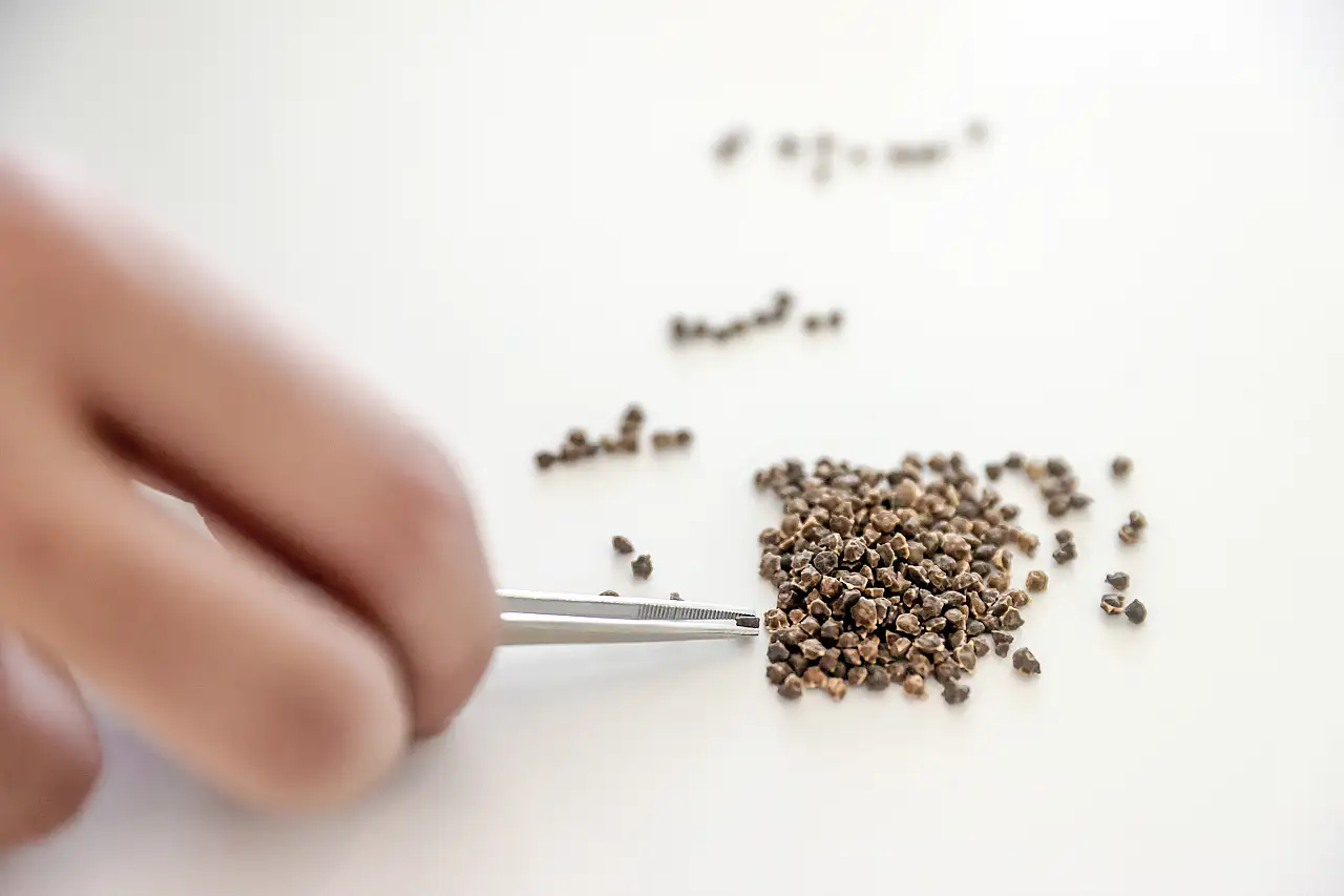 Konya Gıda ve Tarım Üniversitesi'nden tohum ve bitki sağlığı için erken teşhis hizmeti