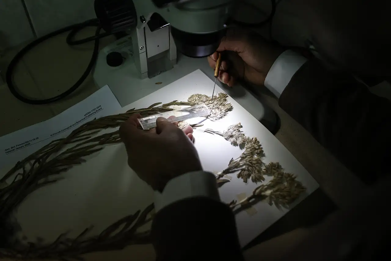 Yeni bir bitki türü keşfedildi