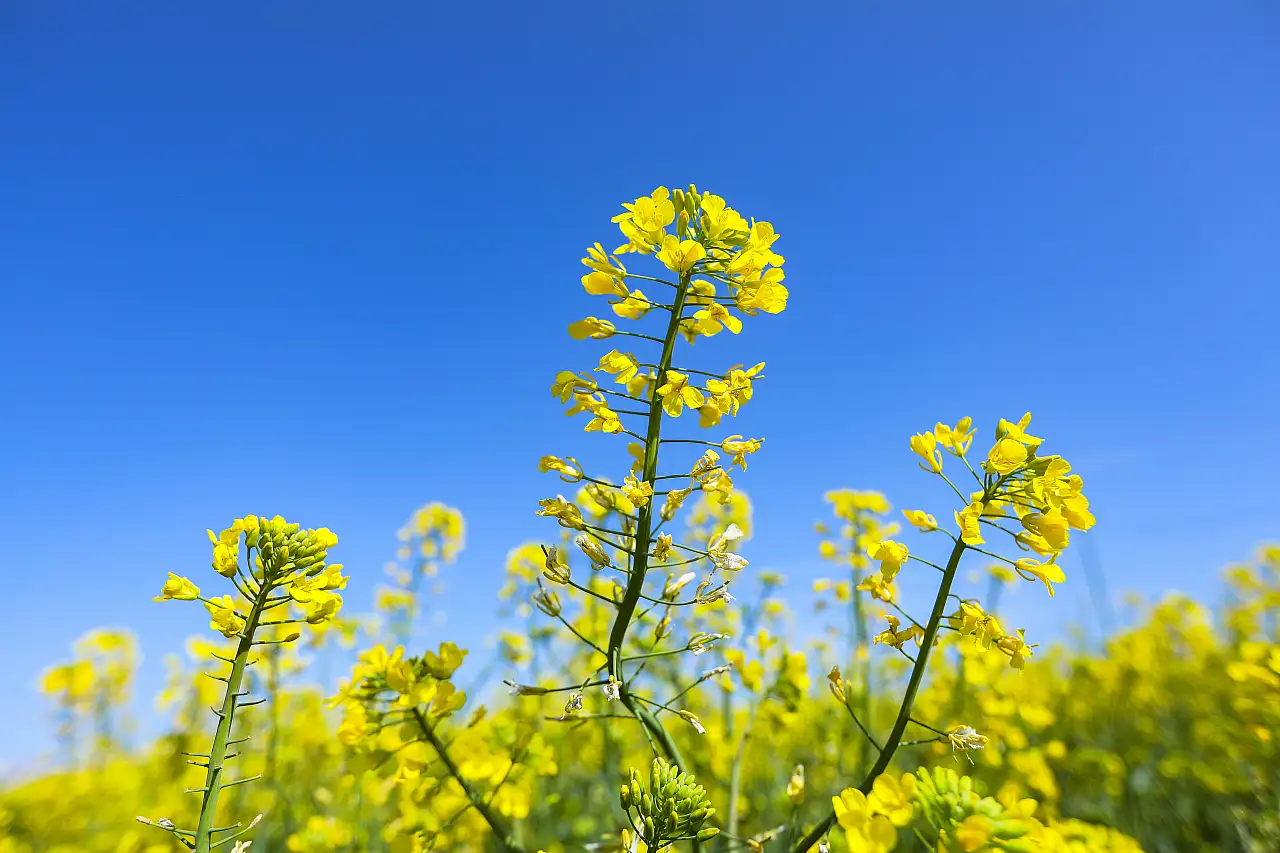 Kanola tarlaları sürücülere görsel şölen sunuyor