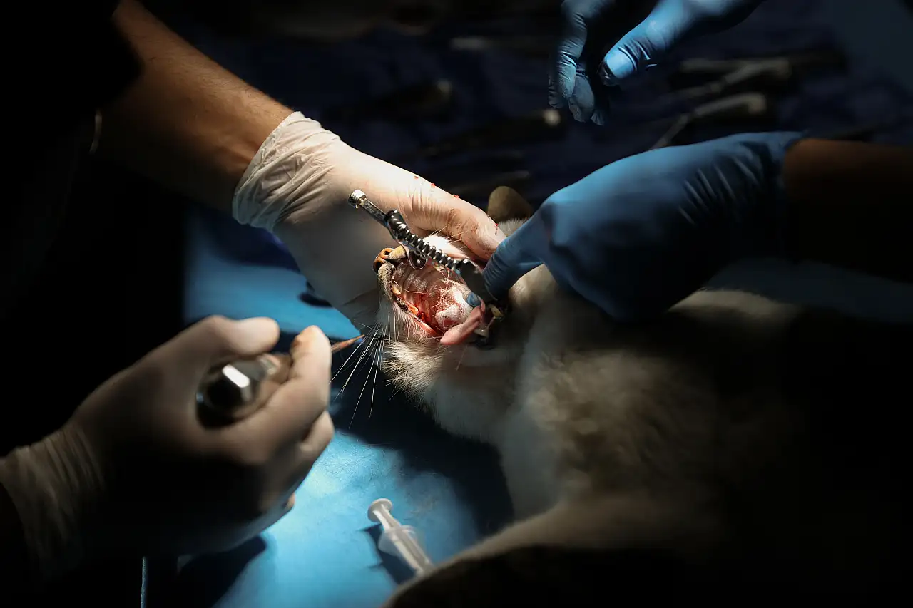 Konya'da dişleri kırılan kediye kanal tedavisi ve kaplama yapıldı