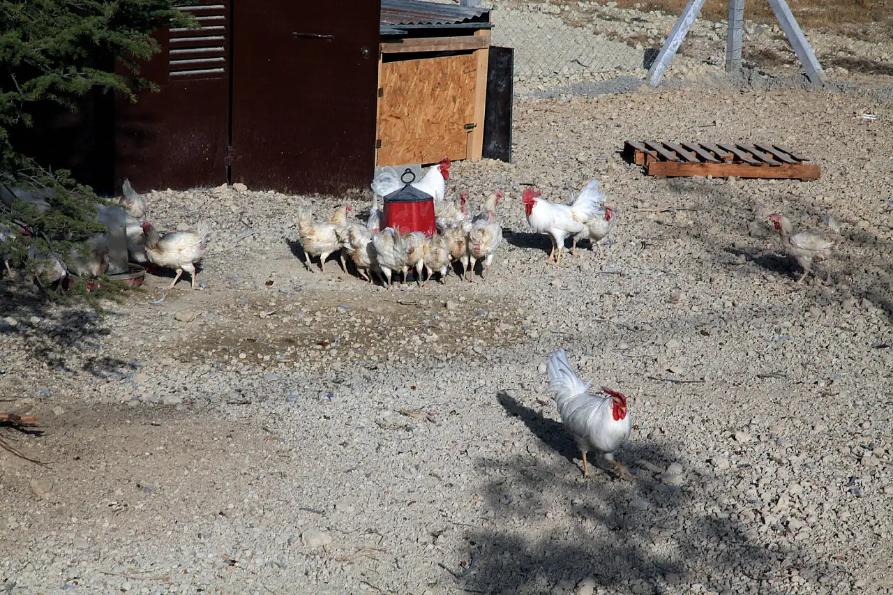 Akyokuş Çiftliği Konyalıları bekliyor