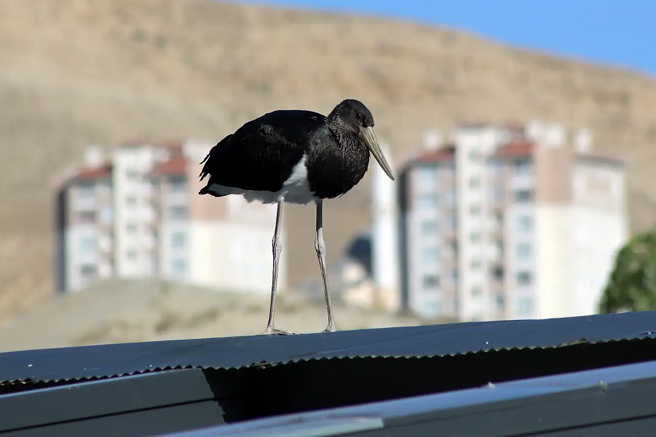 Nadir görülen kara leylek görüntülendi
