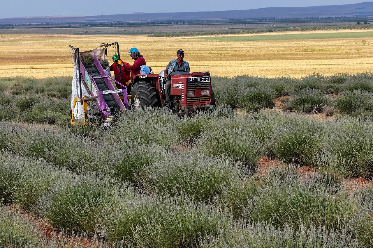 Konya'nın kıraç toprakları lavanta ile ekonomiye kazandırılıyor