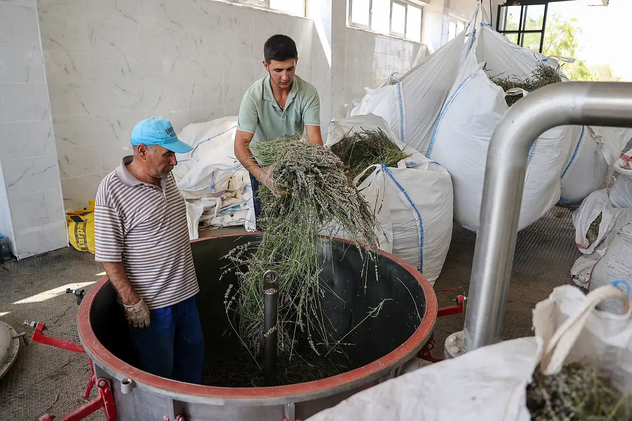 Konya'nın kıraç toprakları lavanta ile ekonomiye kazandırılıyor