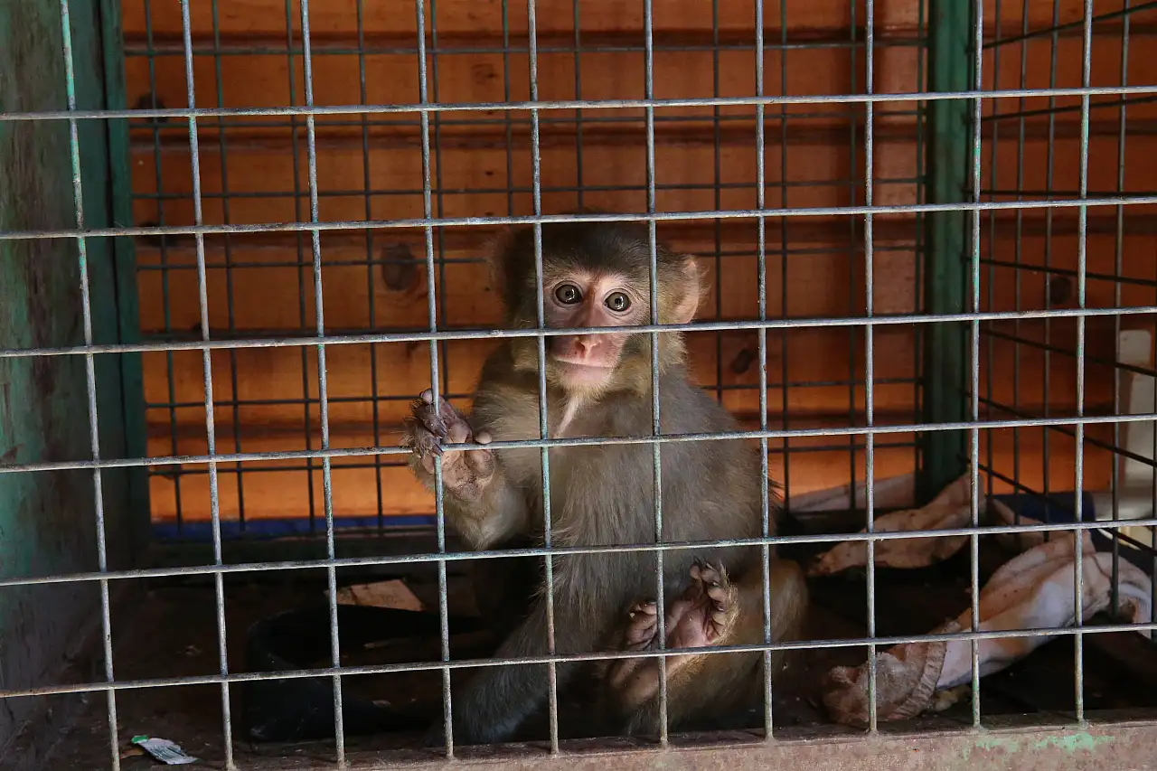 Maymuna kötü muamelede bulunan kişi hakkında işlem başlatıldı