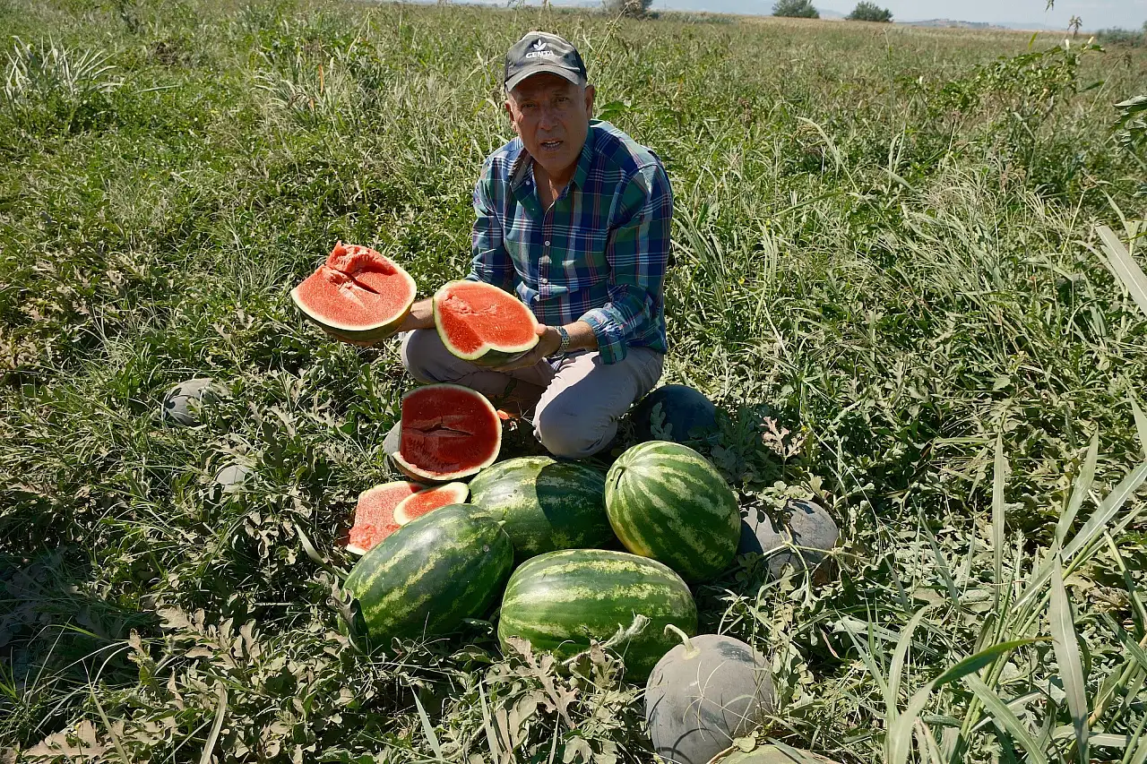 Çiftçi isyan etti: 'Konyalı firma yüzünden 20 milyon TL zarar ettim'