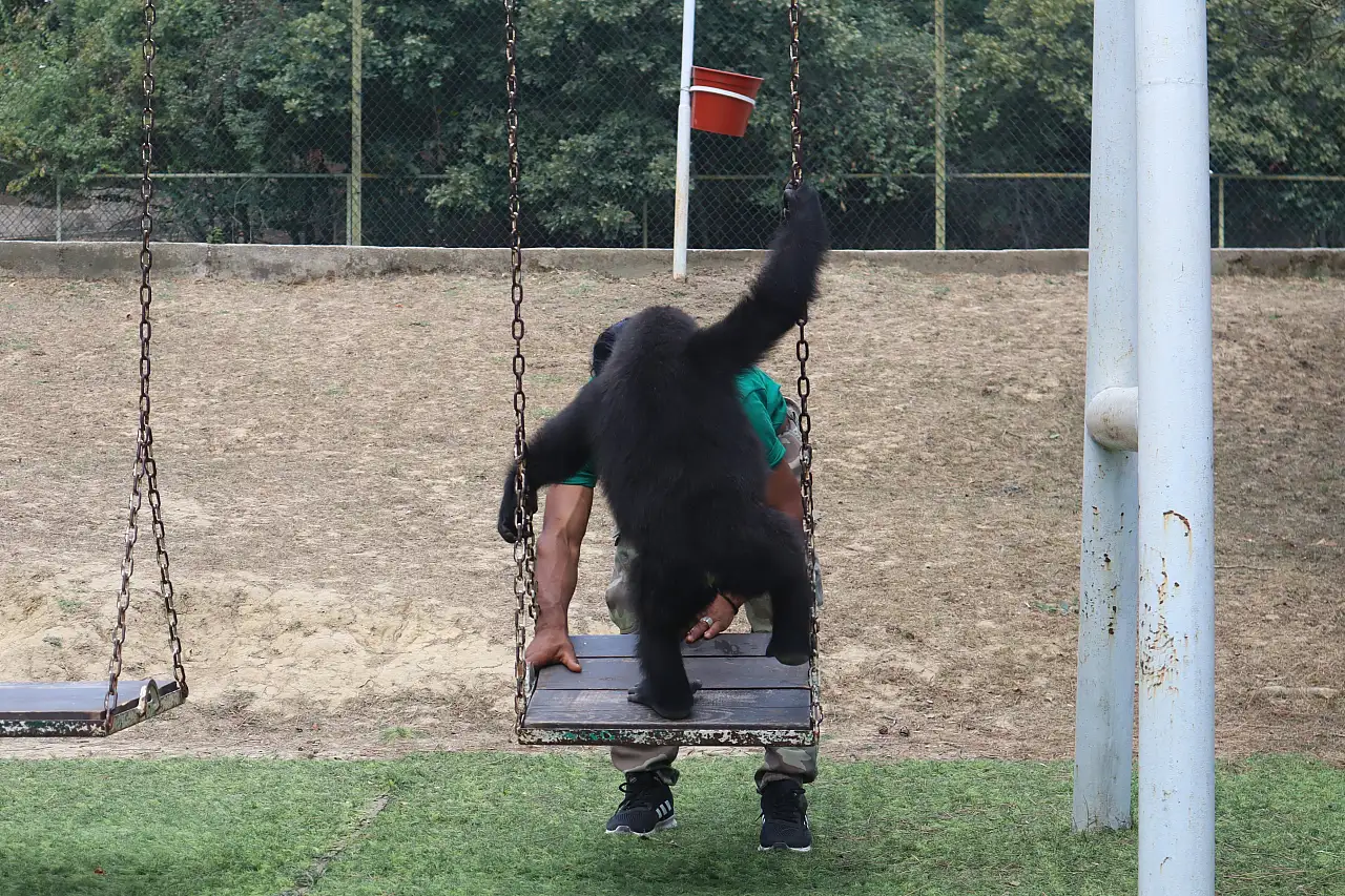 DNA testi sonucu kararı değiştirdi: Yavru goril Zeytin Türkiye'de kalıyor