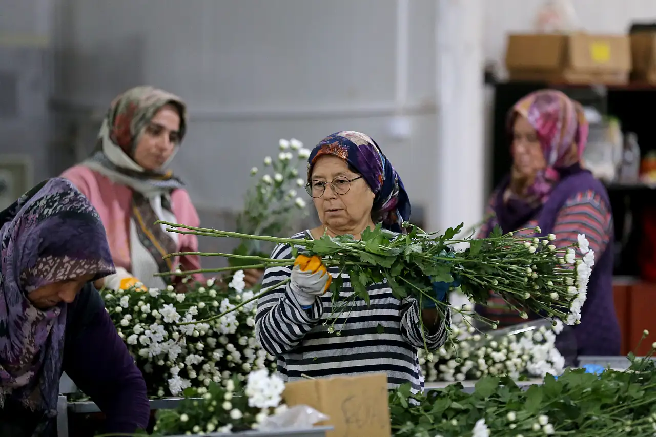 80 ülkeye çiçek gönderen Türkiye ihracatta zirveye koşuyor! 137 milyon dolarlık performans