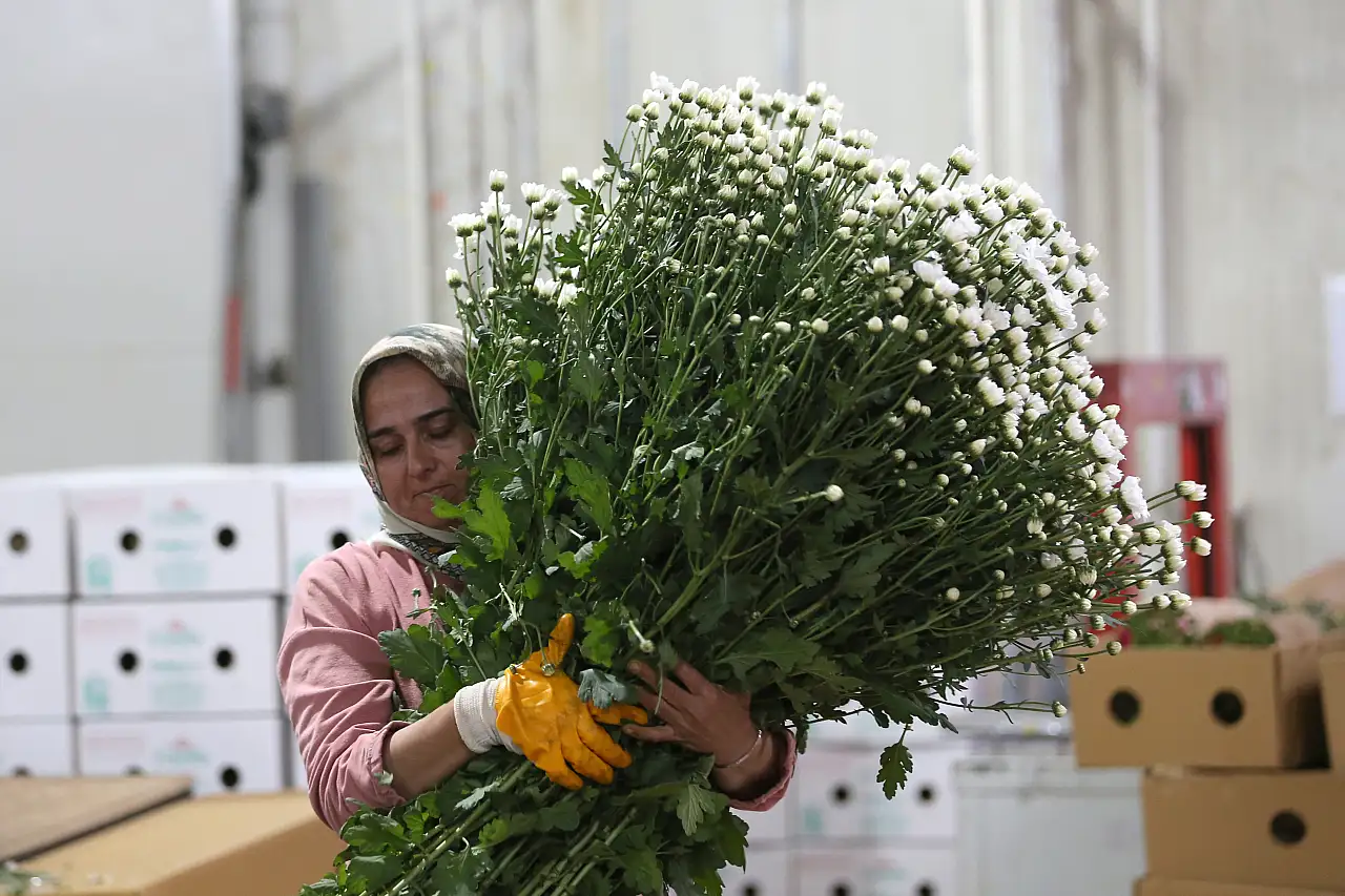 80 ülkeye çiçek gönderen Türkiye ihracatta zirveye koşuyor! 137 milyon dolarlık performans