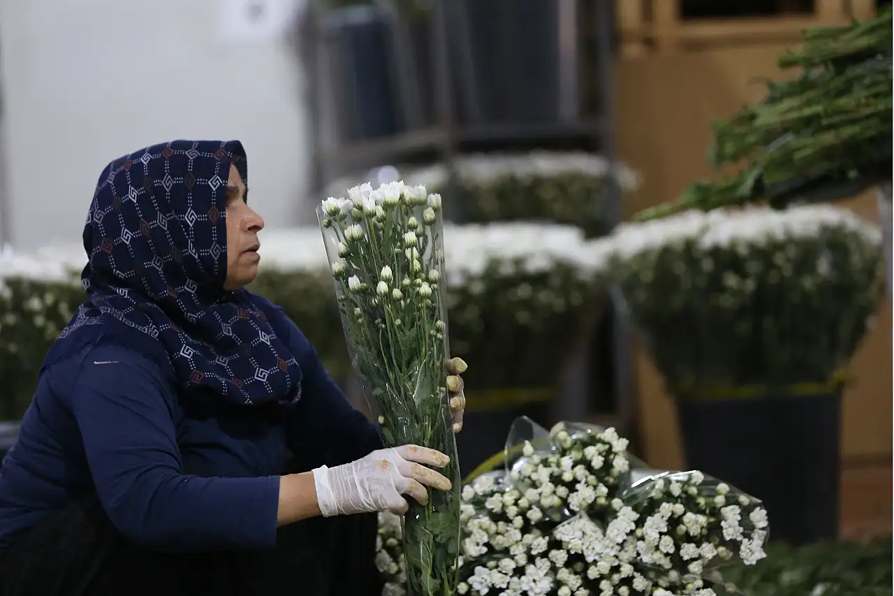 80 ülkeye çiçek gönderen Türkiye ihracatta zirveye koşuyor! 137 milyon dolarlık performans