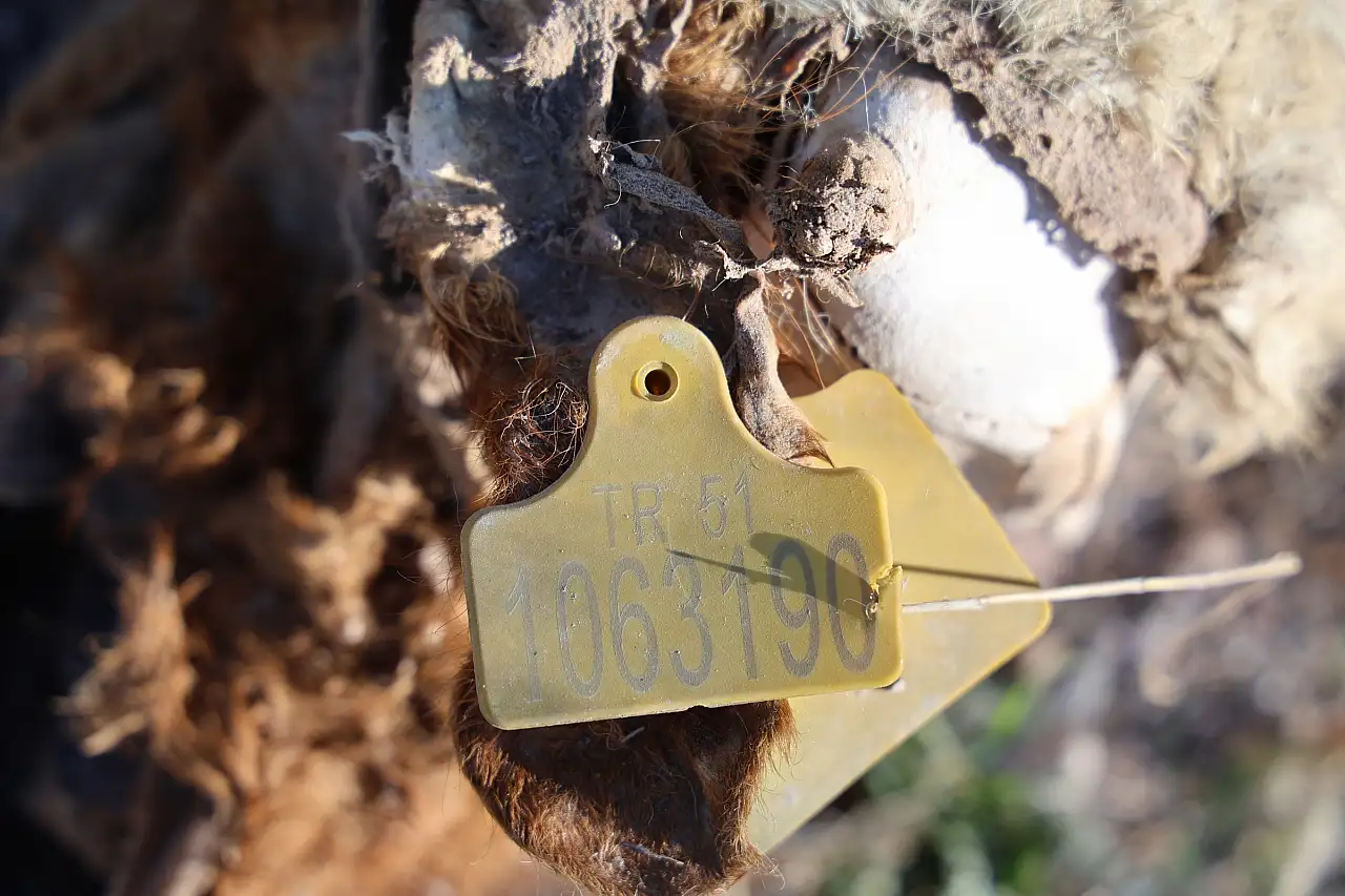 Tüyler ürperten keşif: Boş arazide 8 ölü buzağı bulundu