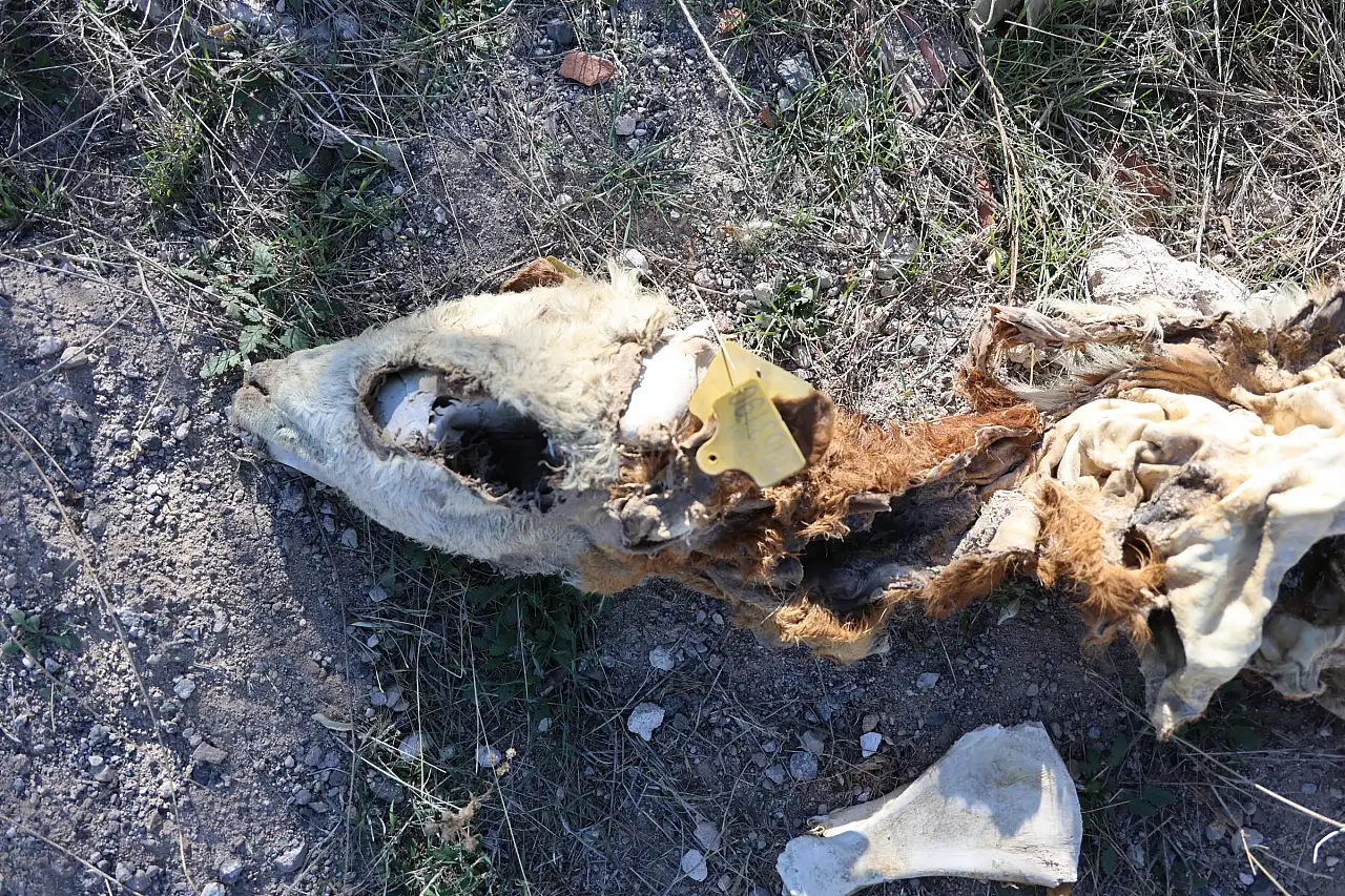 Tüyler ürperten keşif: Boş arazide 8 ölü buzağı bulundu