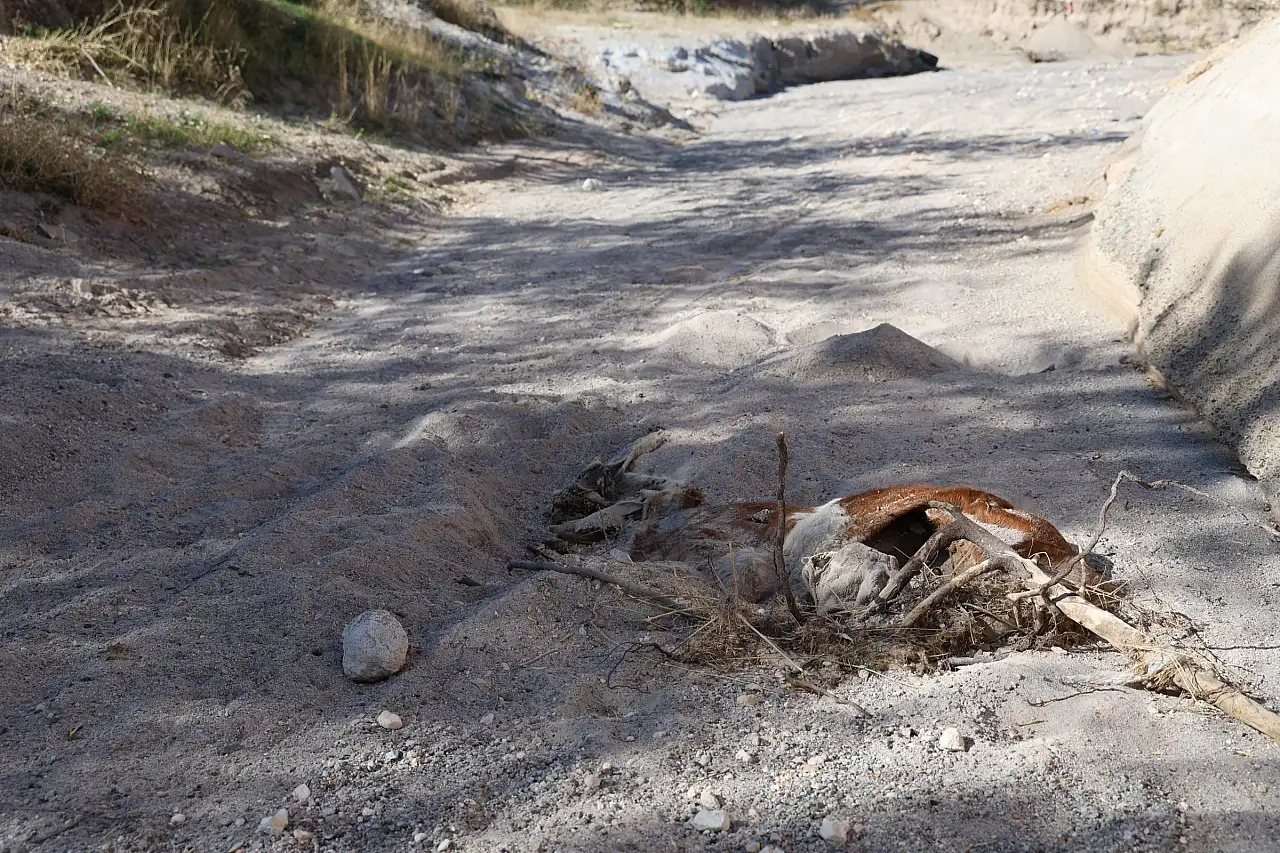 Tüyler ürperten keşif: Boş arazide 8 ölü buzağı bulundu