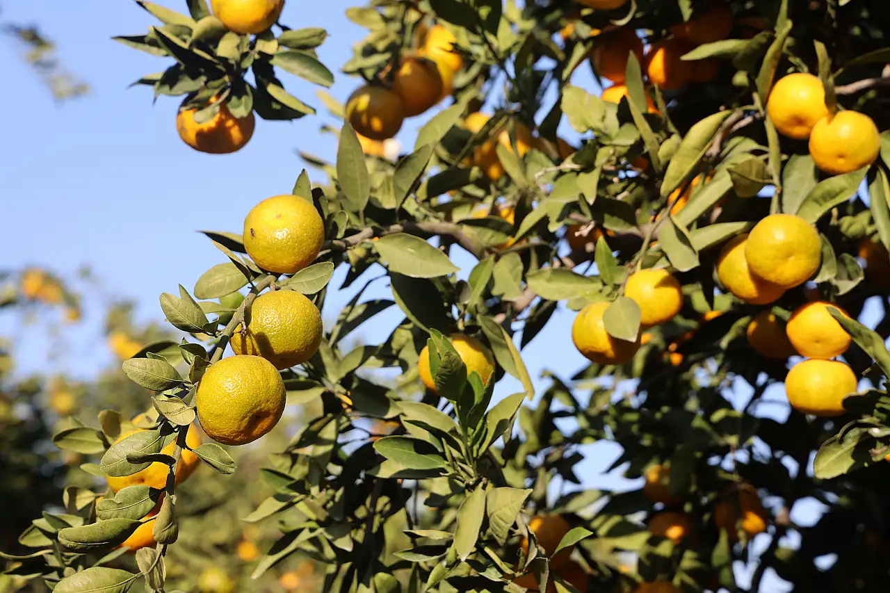 Marketlerde 30 TL, tarlada 2 TL: Mandalina fiyatlarında uçurum büyüyor