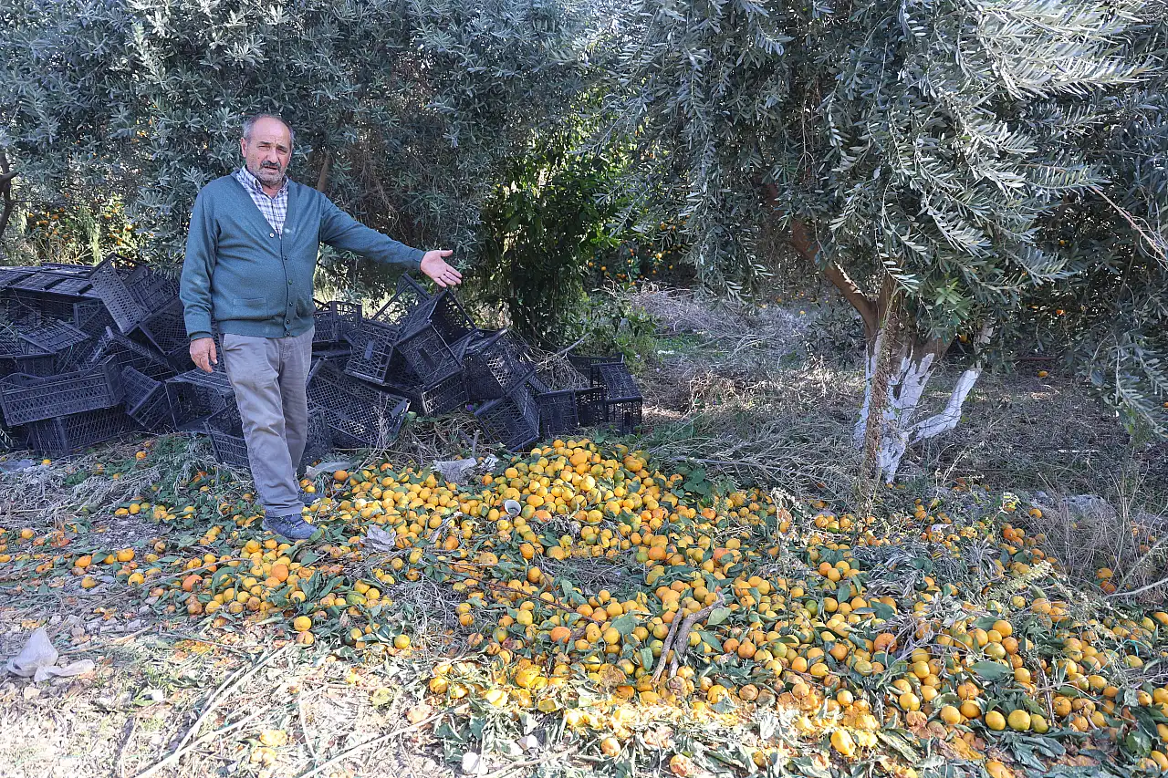 Marketlerde 30 TL, tarlada 2 TL: Mandalina fiyatlarında uçurum büyüyor