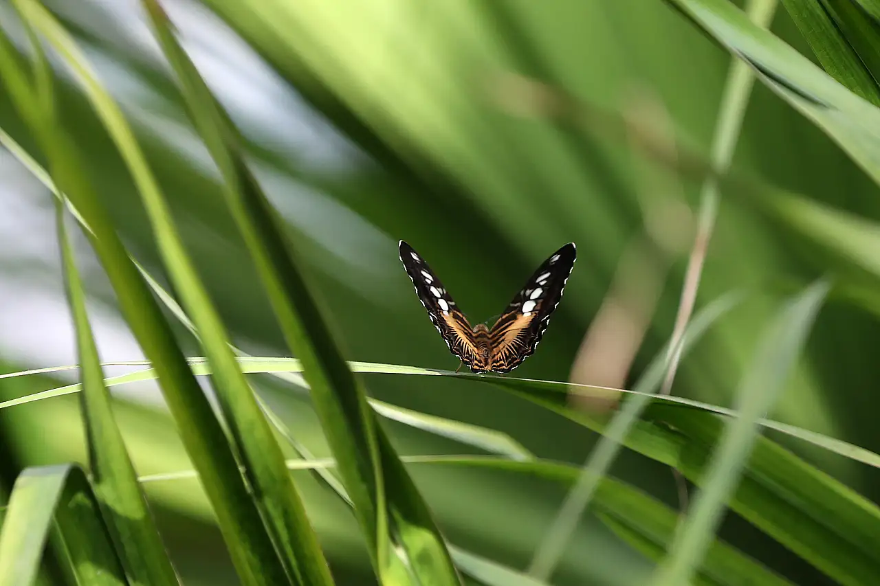 Şebiarus'a özel büyülü hazırlık! Konya'da binlercesi ziyaretçileri bekliyor