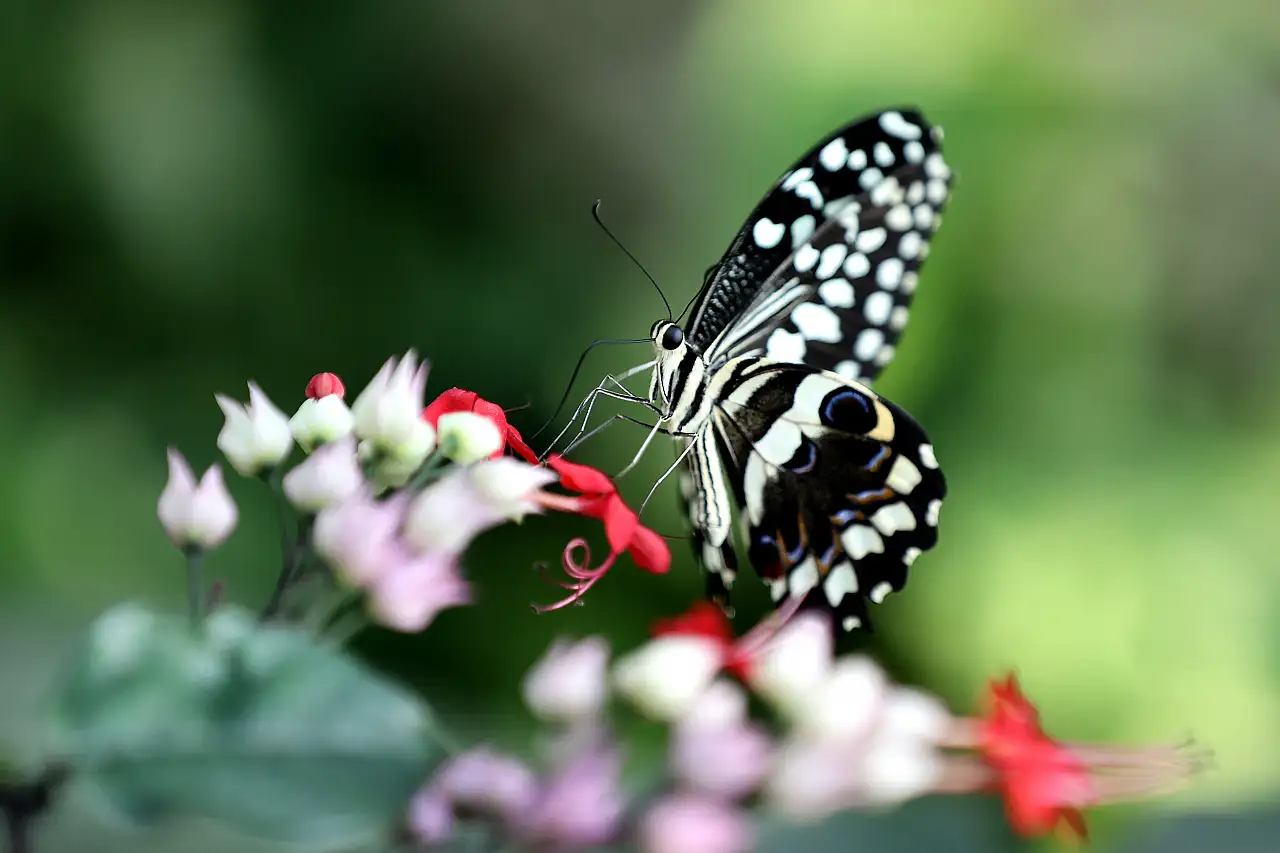 Şebiarus'a özel büyülü hazırlık! Konya'da binlercesi ziyaretçileri bekliyor