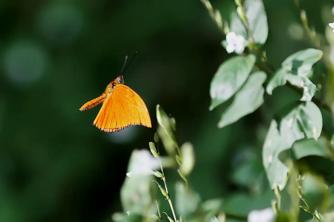 Şebiarus'a özel büyülü hazırlık! Konya'da binlercesi ziyaretçileri bekliyor