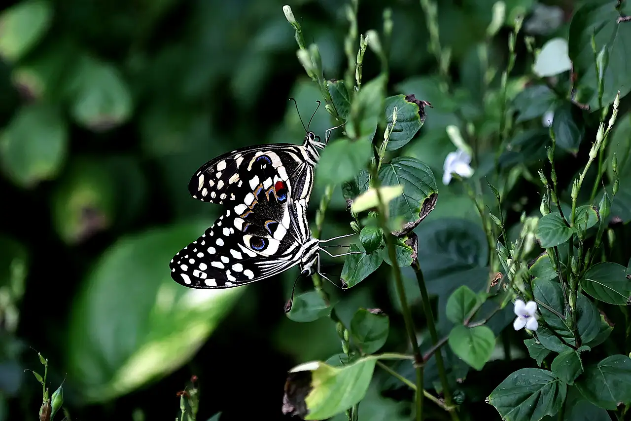 Şebiarus'a özel büyülü hazırlık! Konya'da binlercesi ziyaretçileri bekliyor