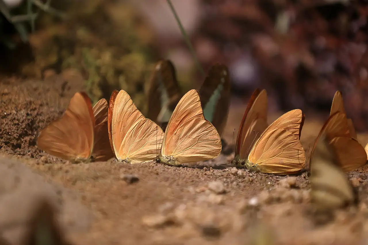 Şebiarus'a özel büyülü hazırlık! Konya'da binlercesi ziyaretçileri bekliyor