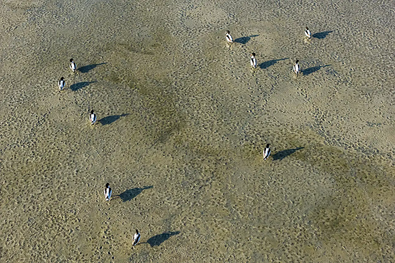 Konya'da yağışlar Altınapa Barajı'nı canlandırdı: Yaban ördekleri geldi