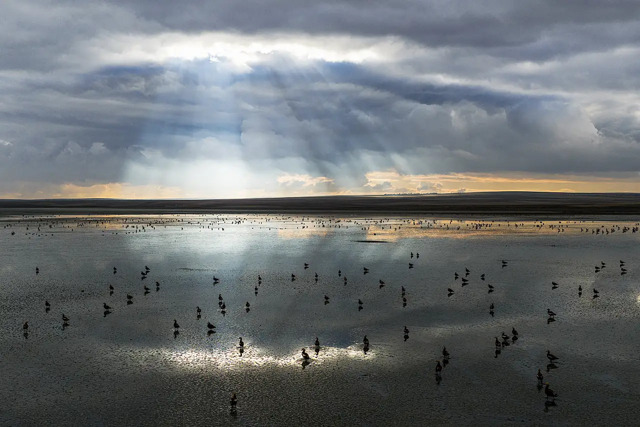 Konya'nın göç durağında hareketlilik: 5 bin angıt gölü kapladı