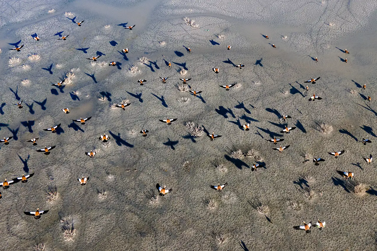 Konya'nın göç durağında hareketlilik: 5 bin angıt gölü kapladı