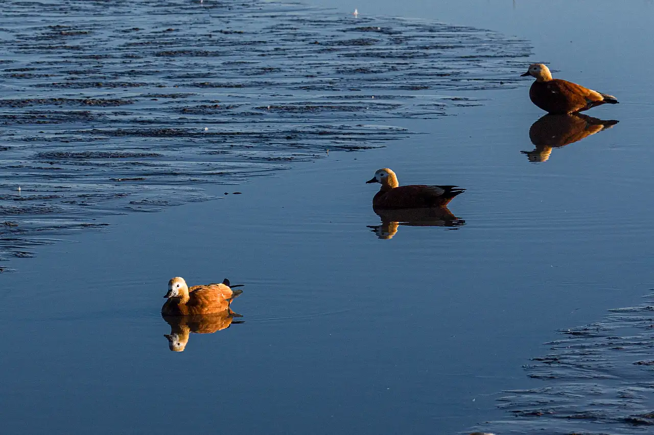 Konya'nın göç durağında hareketlilik: 5 bin angıt gölü kapladı