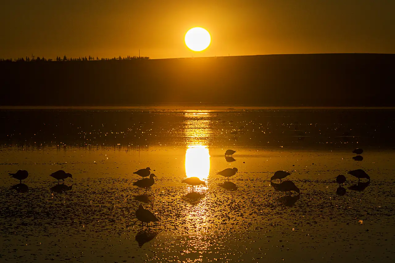 Konya'nın göç durağında hareketlilik: 5 bin angıt gölü kapladı