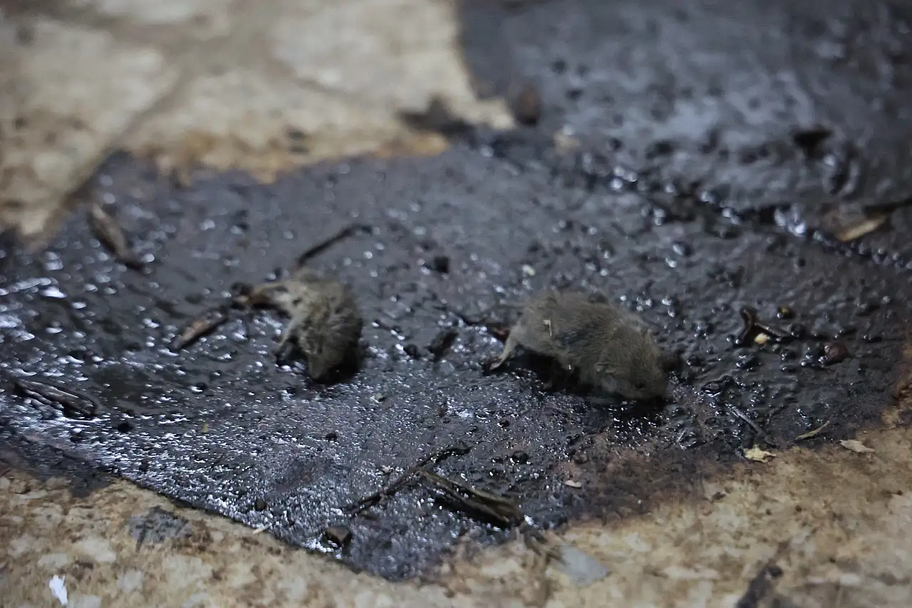 Mide bulandıran görüntüler! Merdiven altı üretimde fareler bulundu