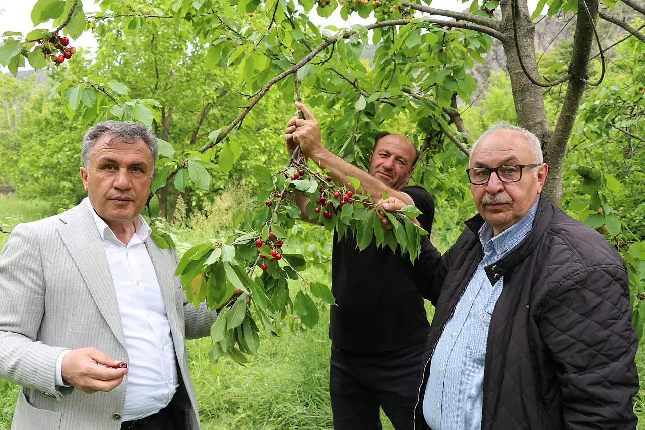 Misafir kirazında hasat başladı