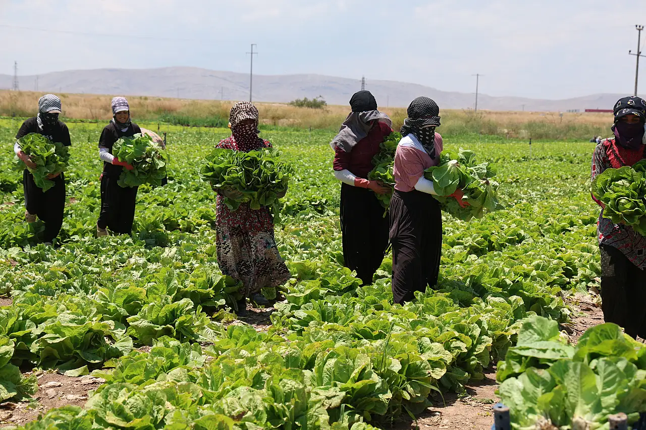 Tarlada 5, markette 50 lira! Konya Ovası'ndaki o ürün üreticiyi kara kara düşündürüyor
