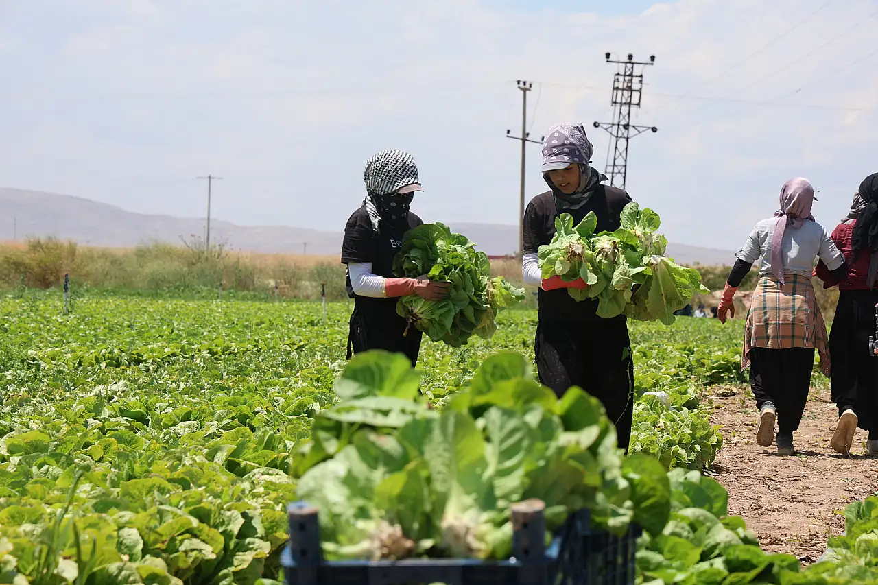 Tarlada 5, markette 50 lira! Konya Ovası'ndaki o ürün üreticiyi kara kara düşündürüyor