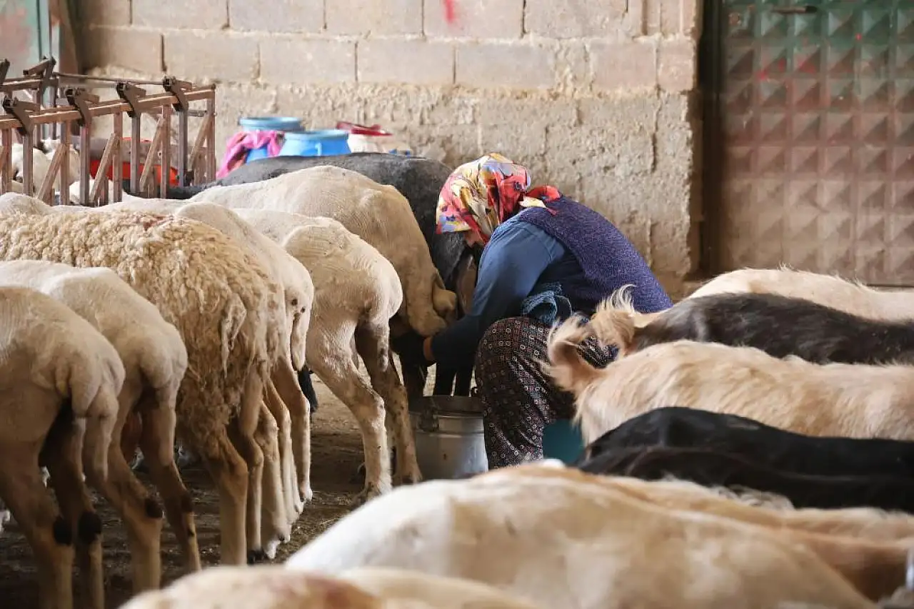 Gece dağda otluyor, sabah elle sağılıyor: Konya'da kadın emeği doğal peynire dönüşüyor