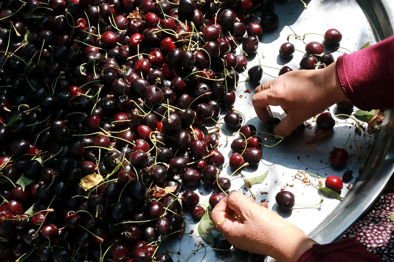 Konya'da eylül bereketi! Hasat hâlâ devam ediyor