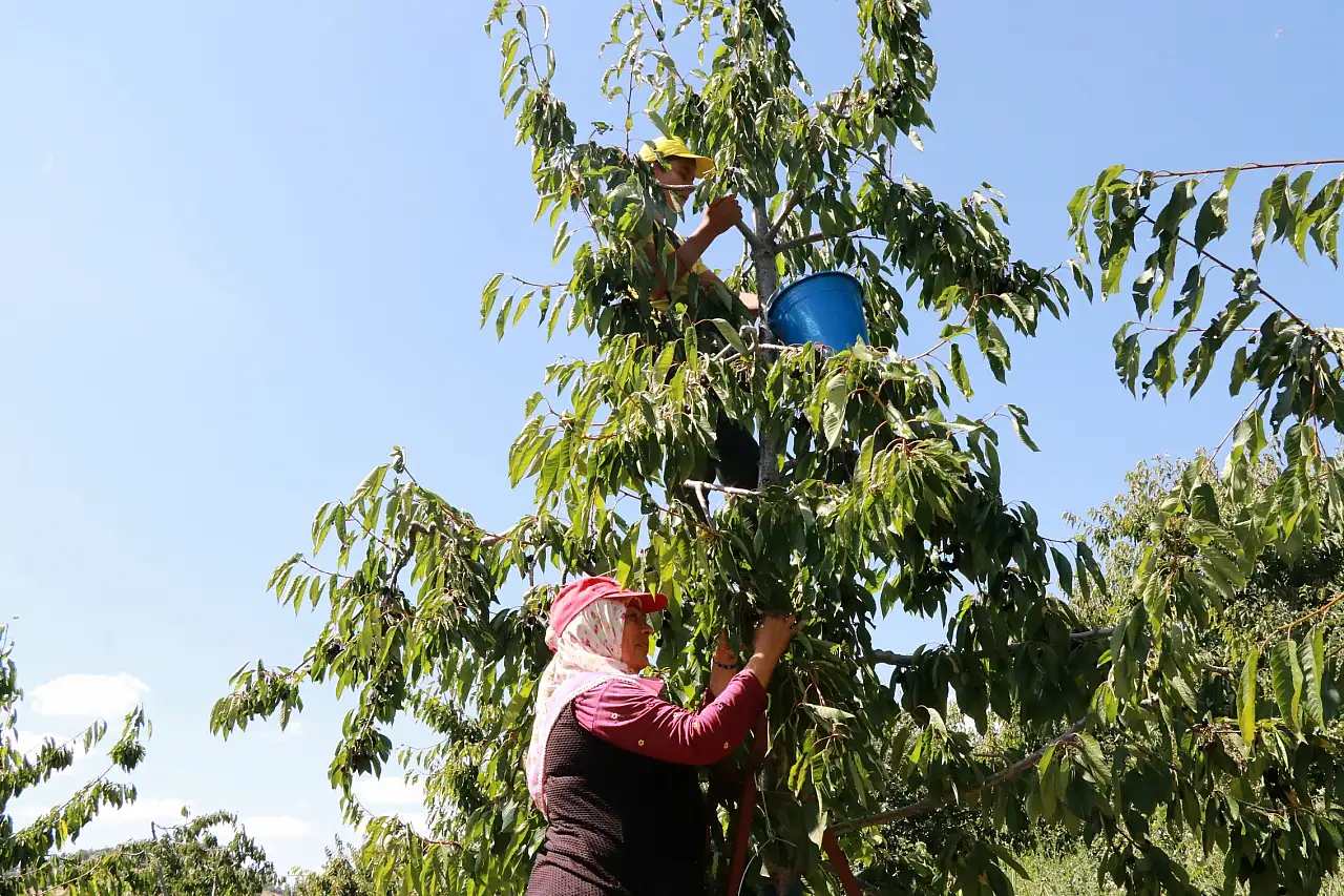 Konya'da eylül bereketi! Hasat hâlâ devam ediyor